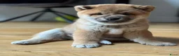 Japanese Shiba Inu dogs for sale: Shiba Inu Puppies for Sale in London in London - Advert 14