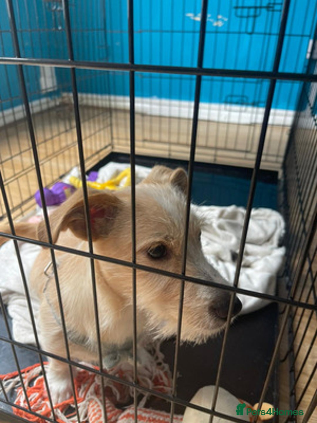 Jack Russell dogs for sale: Lovely Jack Russell - Advert 4