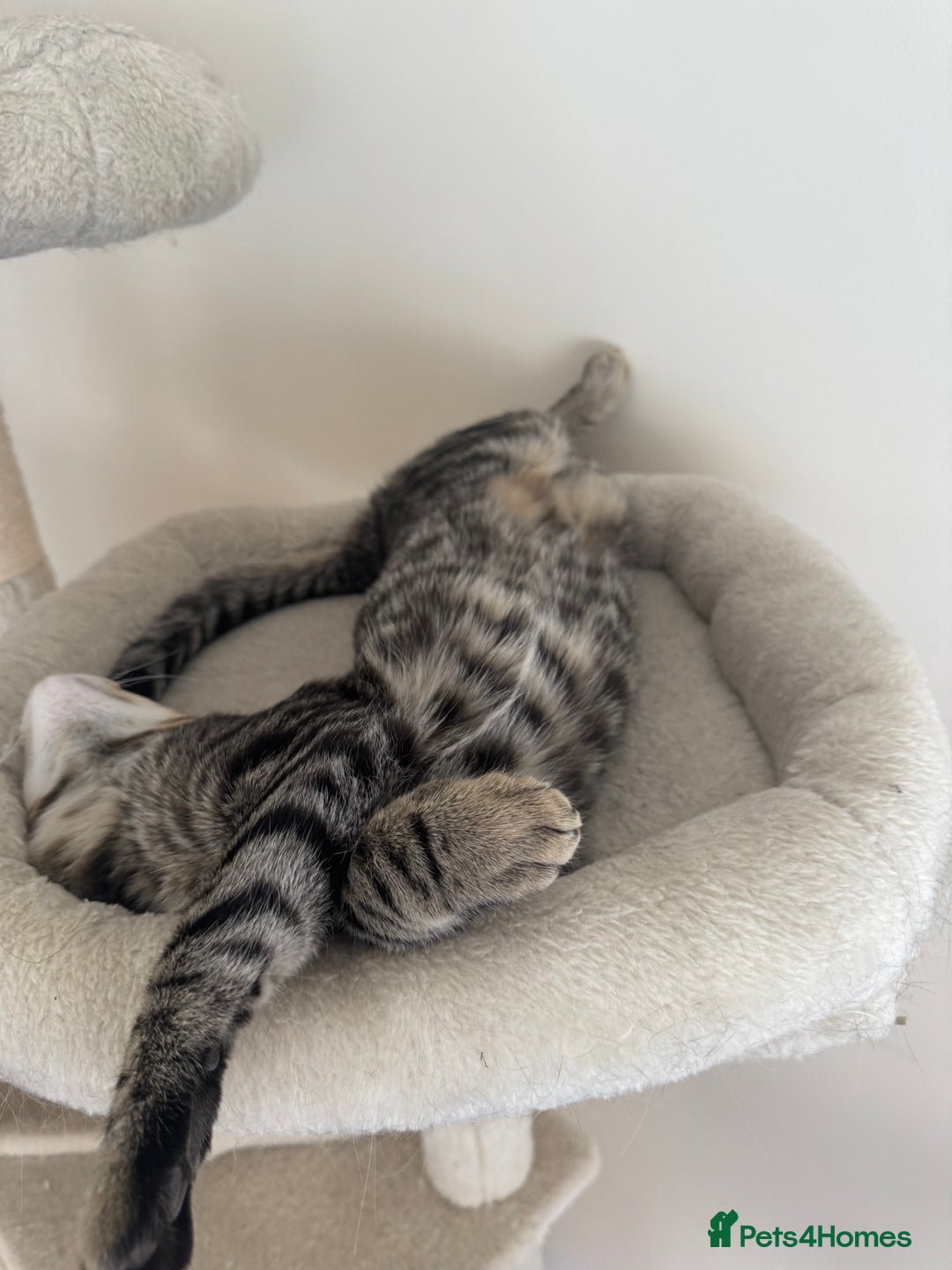 Ragdoll cats for sale: Ragdoll cross tabby in Carlisle - Image 6