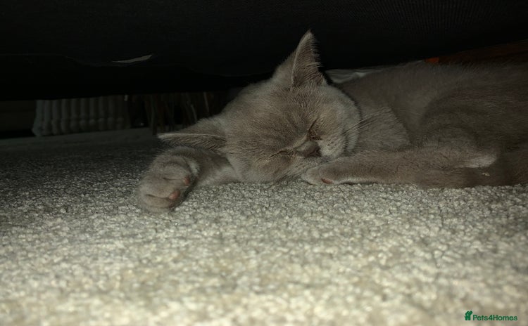 British Shorthair cats - Advert 9