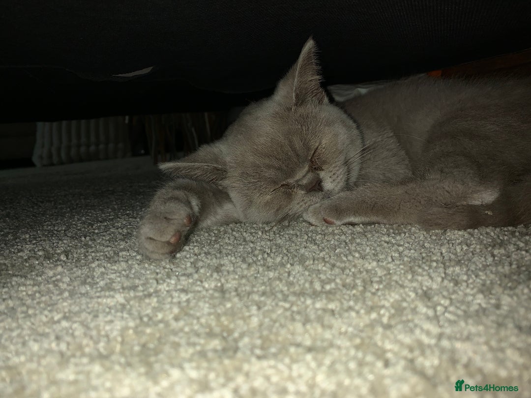 British Shorthair cats for sale: Female lilac british short hair - Image 1