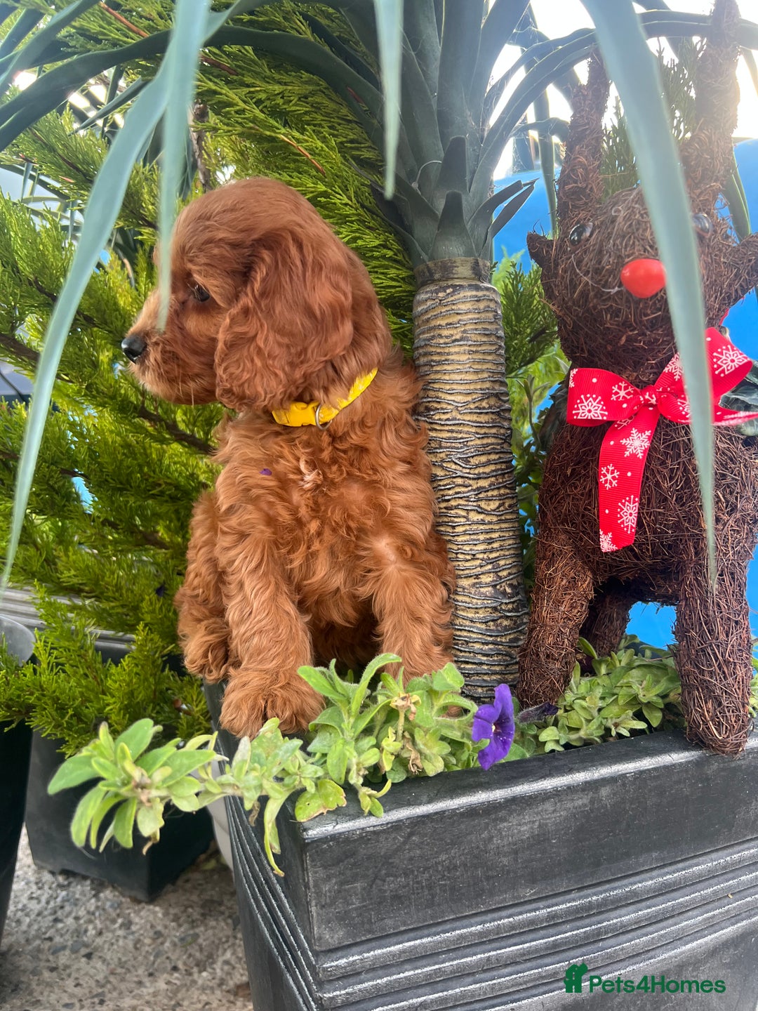 Cockapoo dogs for sale: LAST GIRL!!!!! F1 Cockapoo Puppies!!! - Advert 28