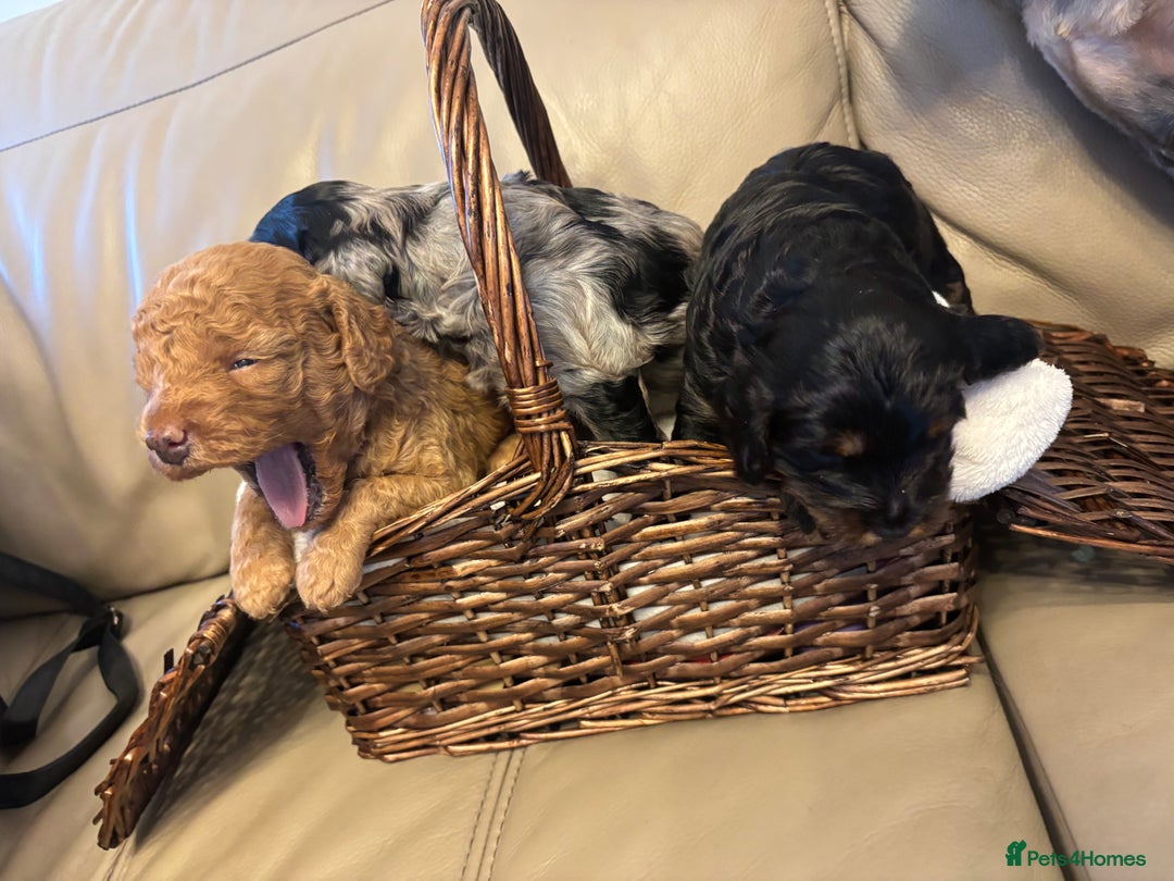 Cockapoo dogs for sale: Cockapoos Ready for New Homes 22nd December - Advert 2