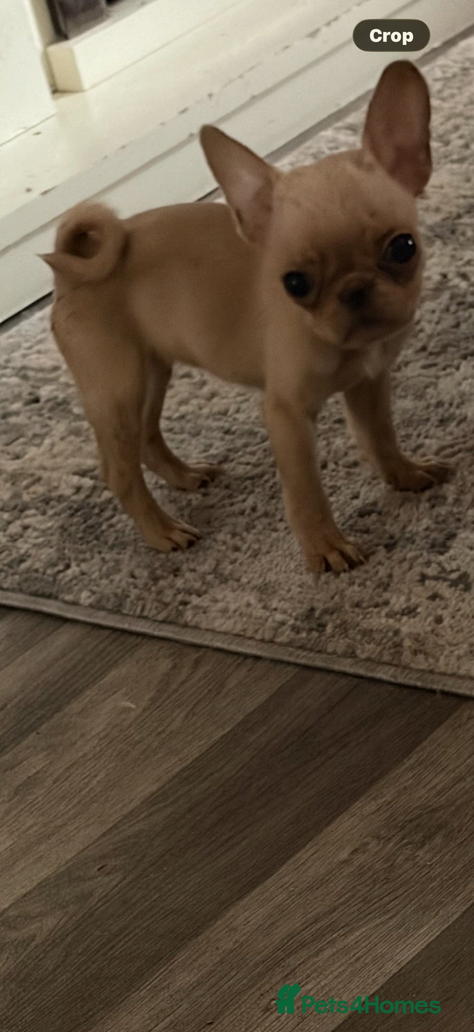 Frug dogs Adorable Frug puppies available  - Advert 17