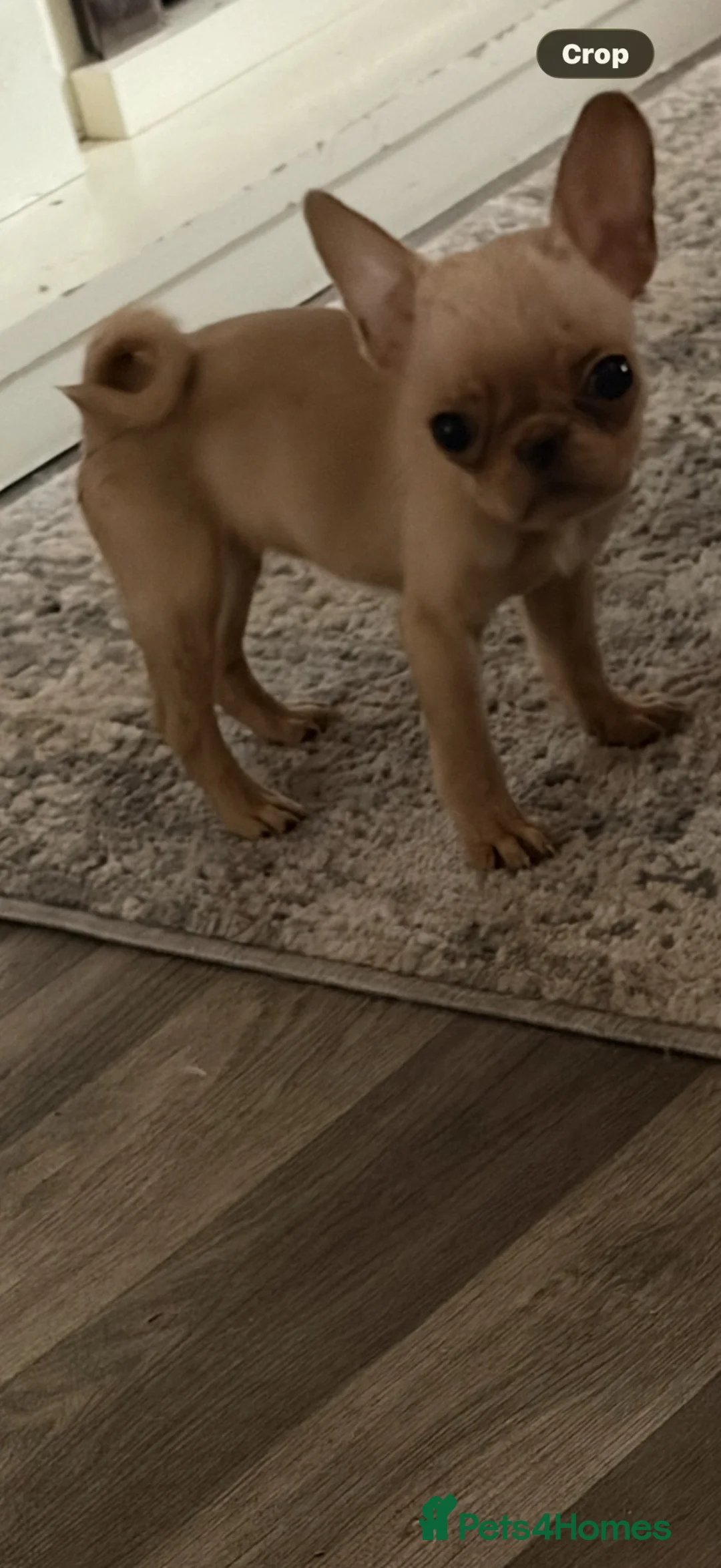 Frug dogs for sale: Adorable Frug puppies available  in Liverpool - Advert 1
