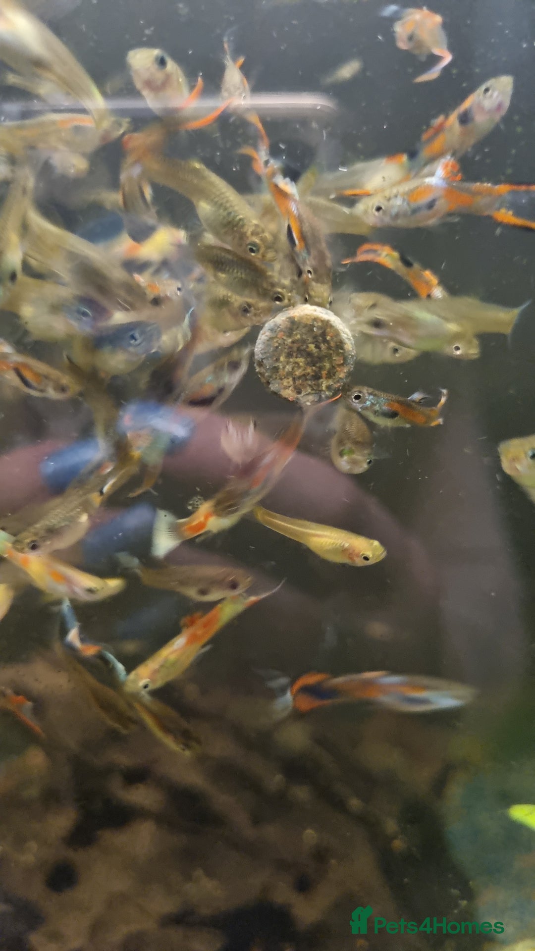 Plecos fish for sale: Plecos and guppies  - Advert 11