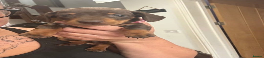 Miniature Dachshund Puppy 4