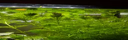 Platies fish for sale: Platy fry - Advert 2