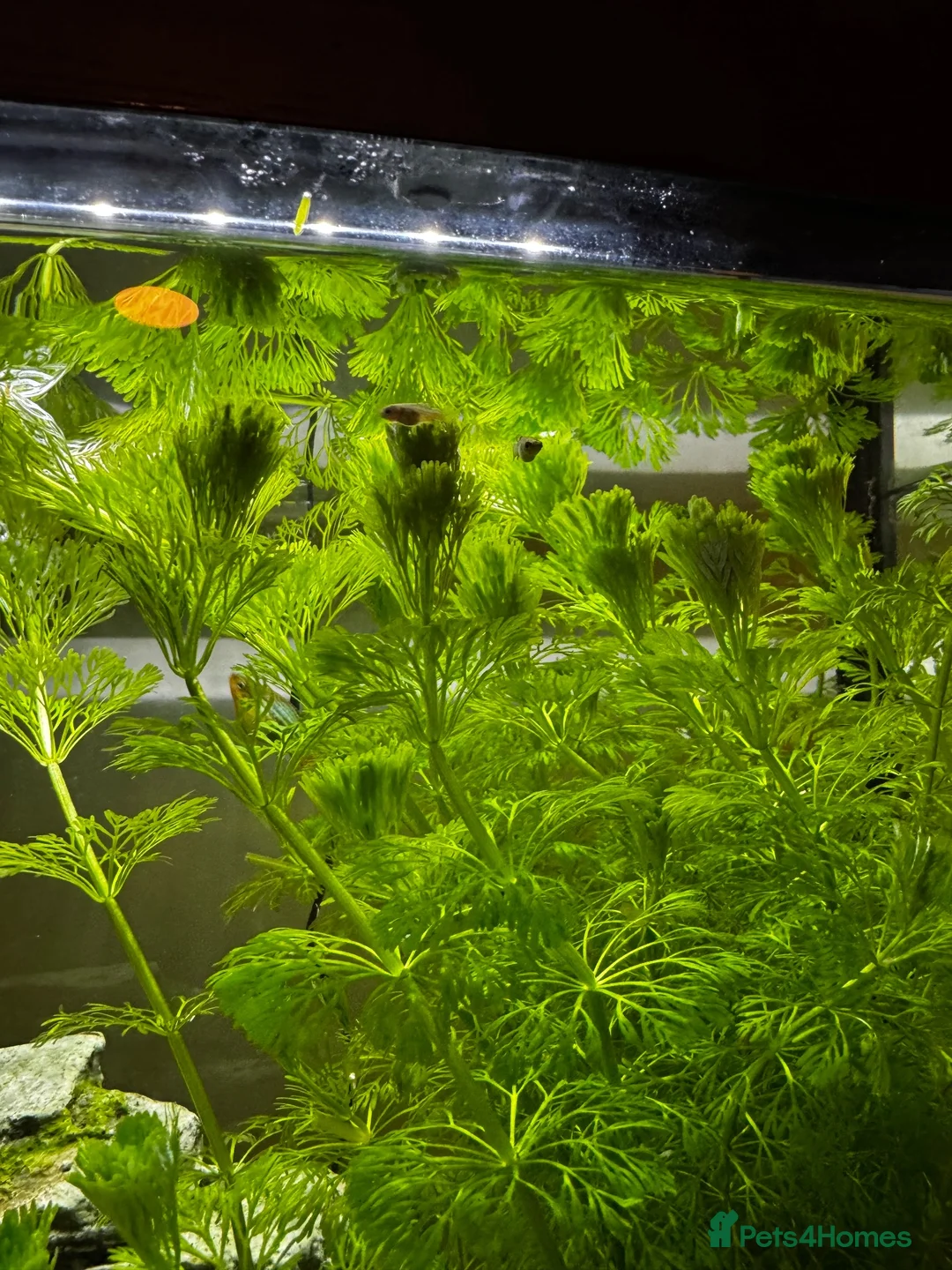 Platies fish for sale: Platy fry - Advert 2