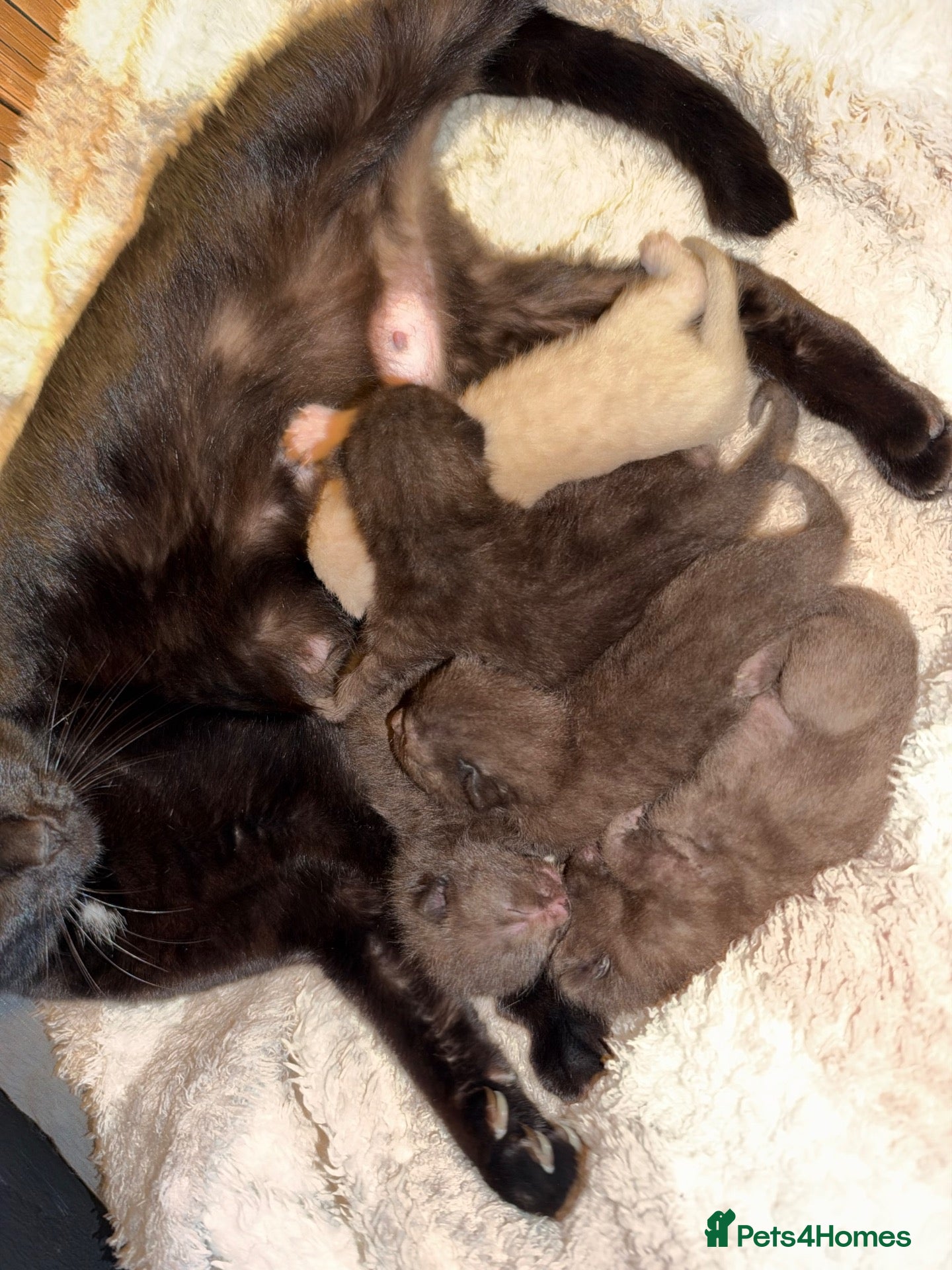 Mixed Breed cats 5 beautiful kittens for sale  - Advert 10