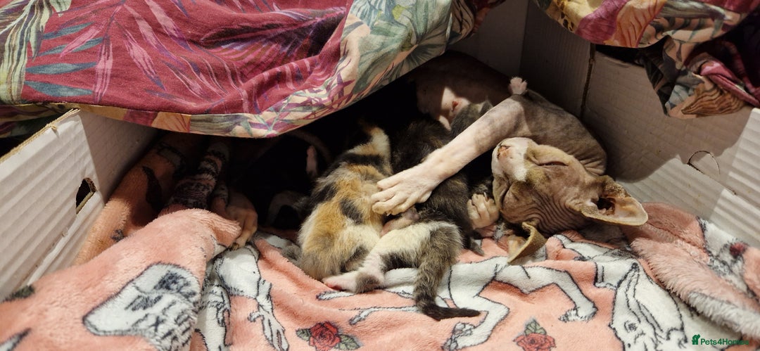 Mixed Breed cats for sale: Maine coon X Sphynx - Advert 3