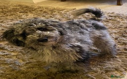 Cockapoo dogs for sale: F2 Cockapoo - Image 9