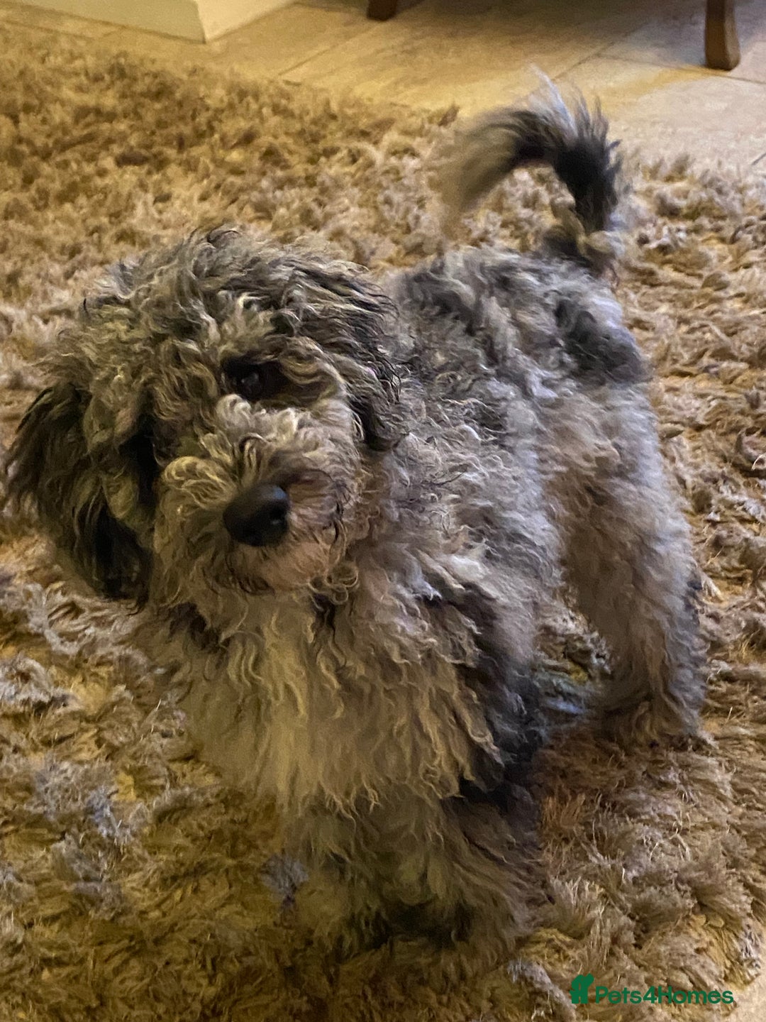 Cockapoo dogs for sale: F2 Cockapoo - Image 9