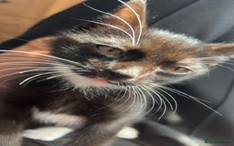 Domestic Shorthair cats for sale: cat and kittens for rehoming - Image 5