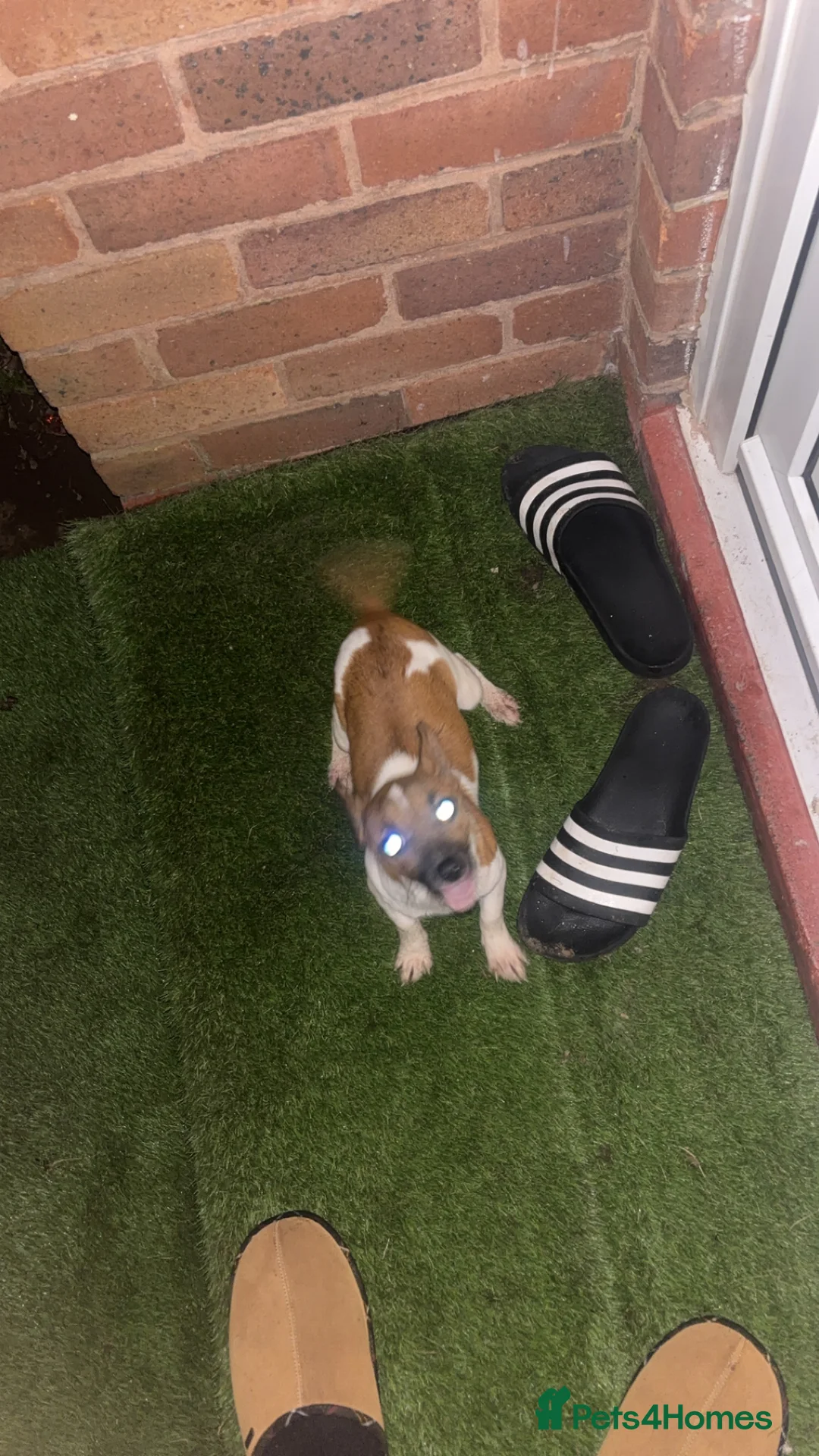 Jack Russell dogs for sale: Hi this is my Jack Russel puppy  - Advert 1