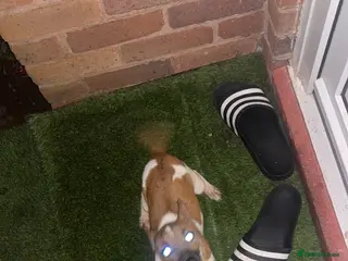 Jack Russell dogs Hi this is my Jack Russel puppy - Advert 2