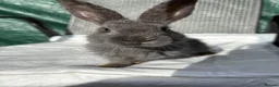 Mixed Breed rabbits for sale: Continental giant X - Advert 2