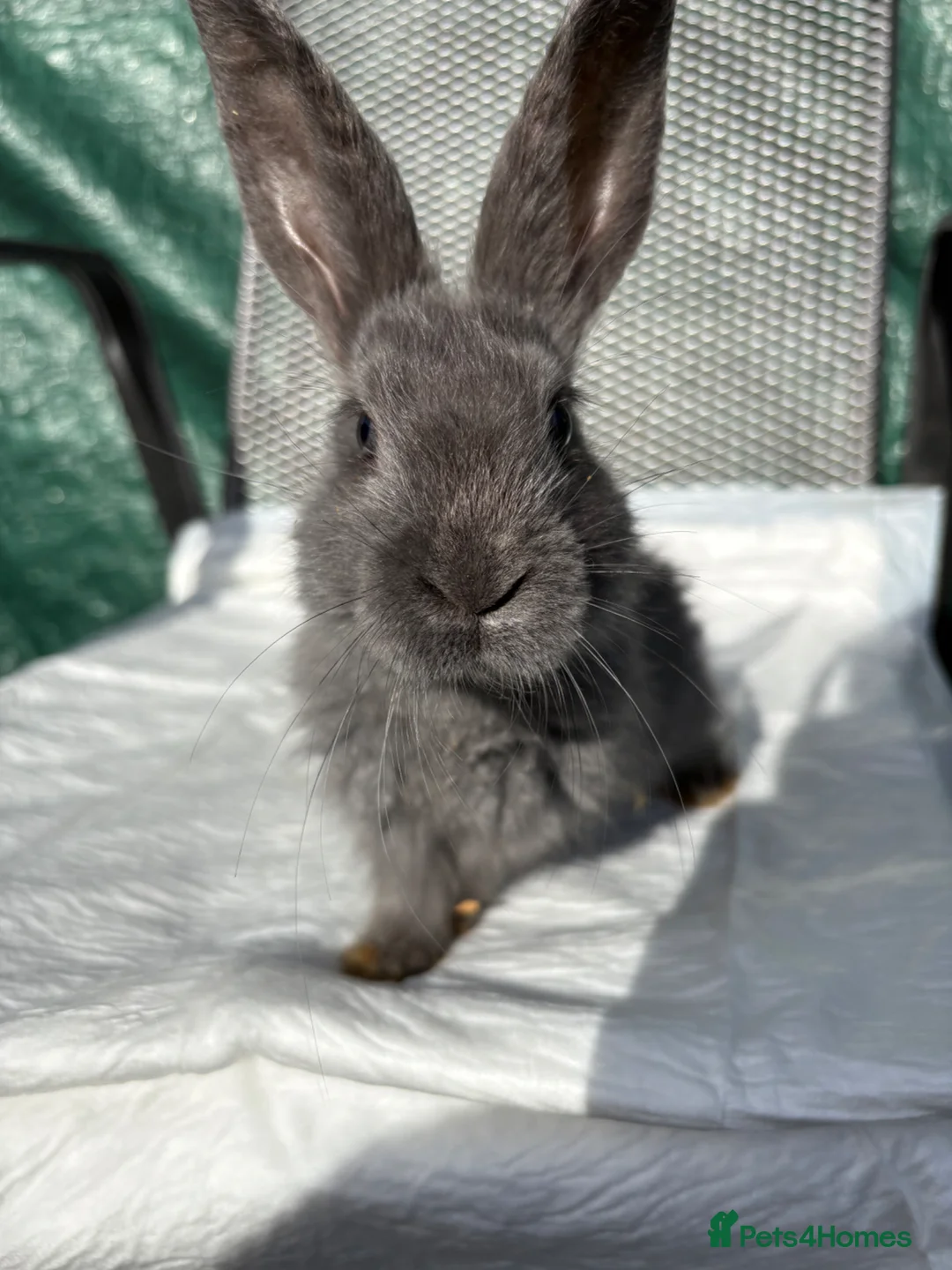 Mixed Breed rabbits for sale: Continental giant X - Advert 2