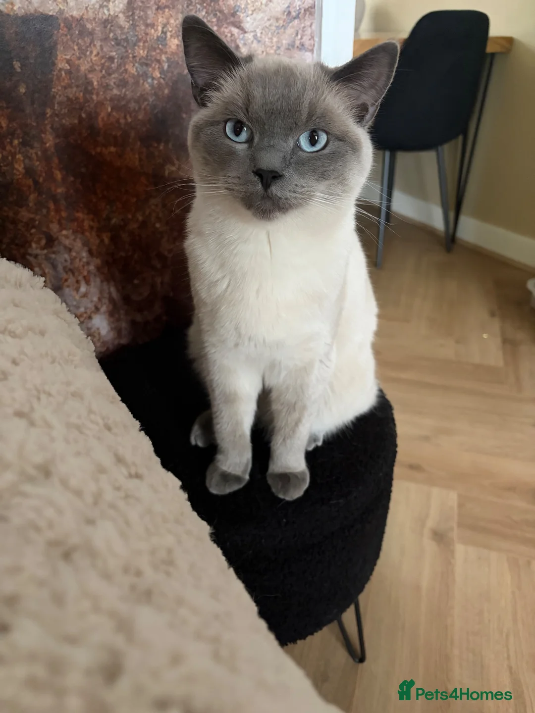 British Shorthair cats for sale: 1 year old male British shorthaired cross ragdoll in Cramlington - Advert 6