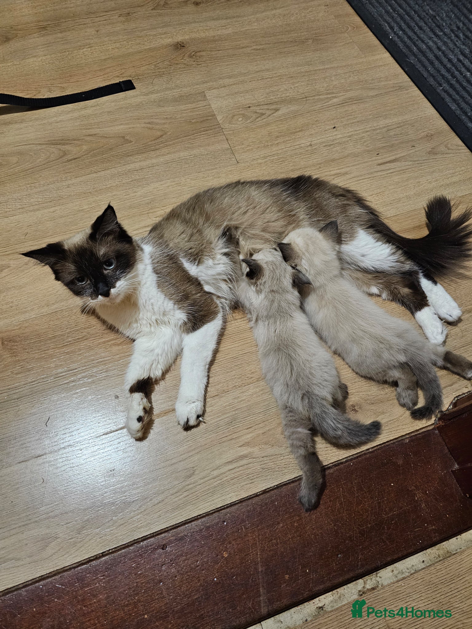 Ragdoll cats Ragdoll kitten for sale 1 boy left  - Advert 4