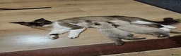 Ragdoll cats for sale: Ragdoll kitten for sale 1 boy left  - Advert 1