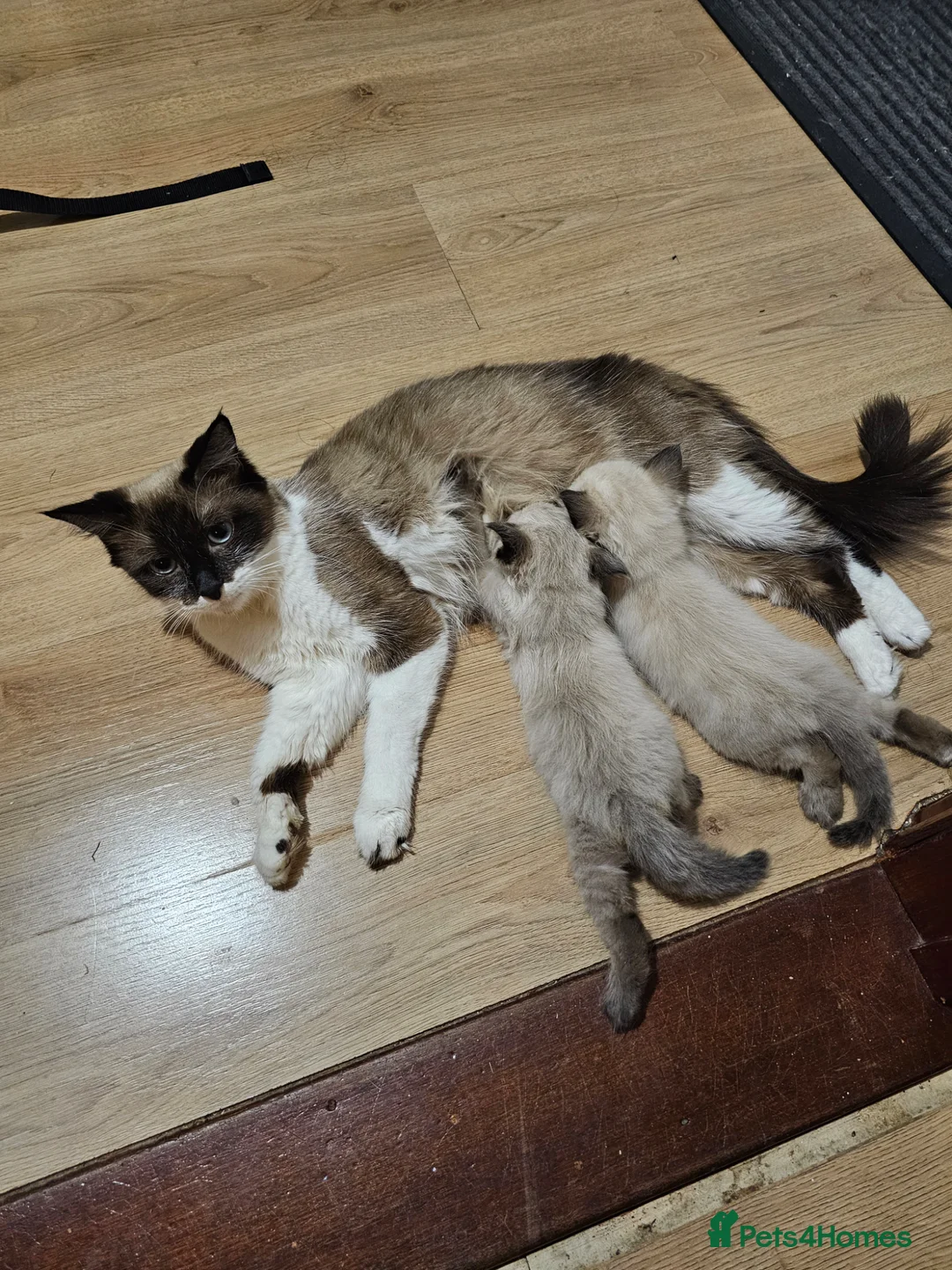 Ragdoll cats for sale: Ragdoll kitten for sale 1 boy left  - Advert 1