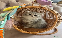 British Longhair cats for sale: British Long Hair Kittens - Image 1