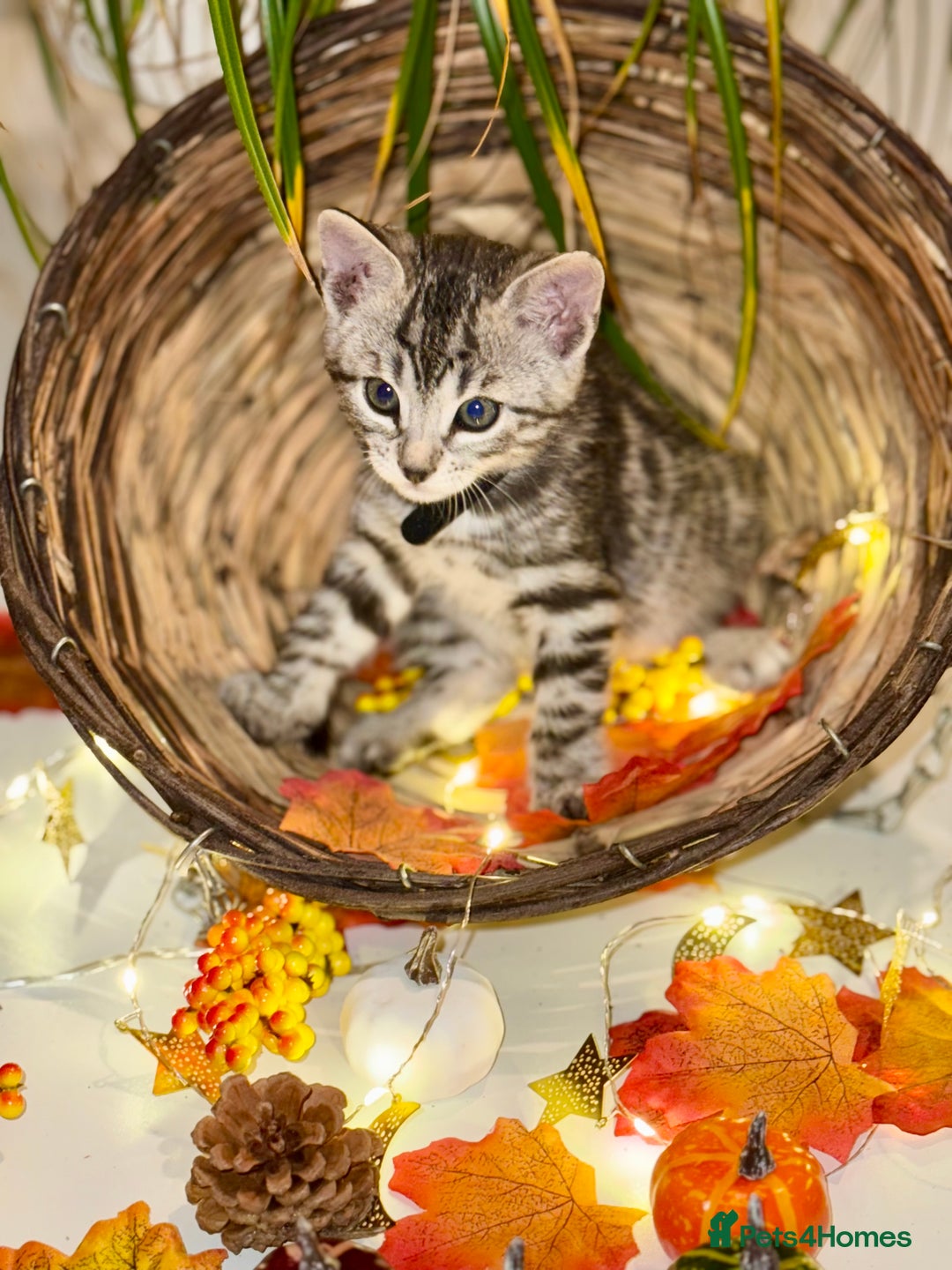 Bengal cats for sale:  Beautiful Bengal kittens  - Image 11