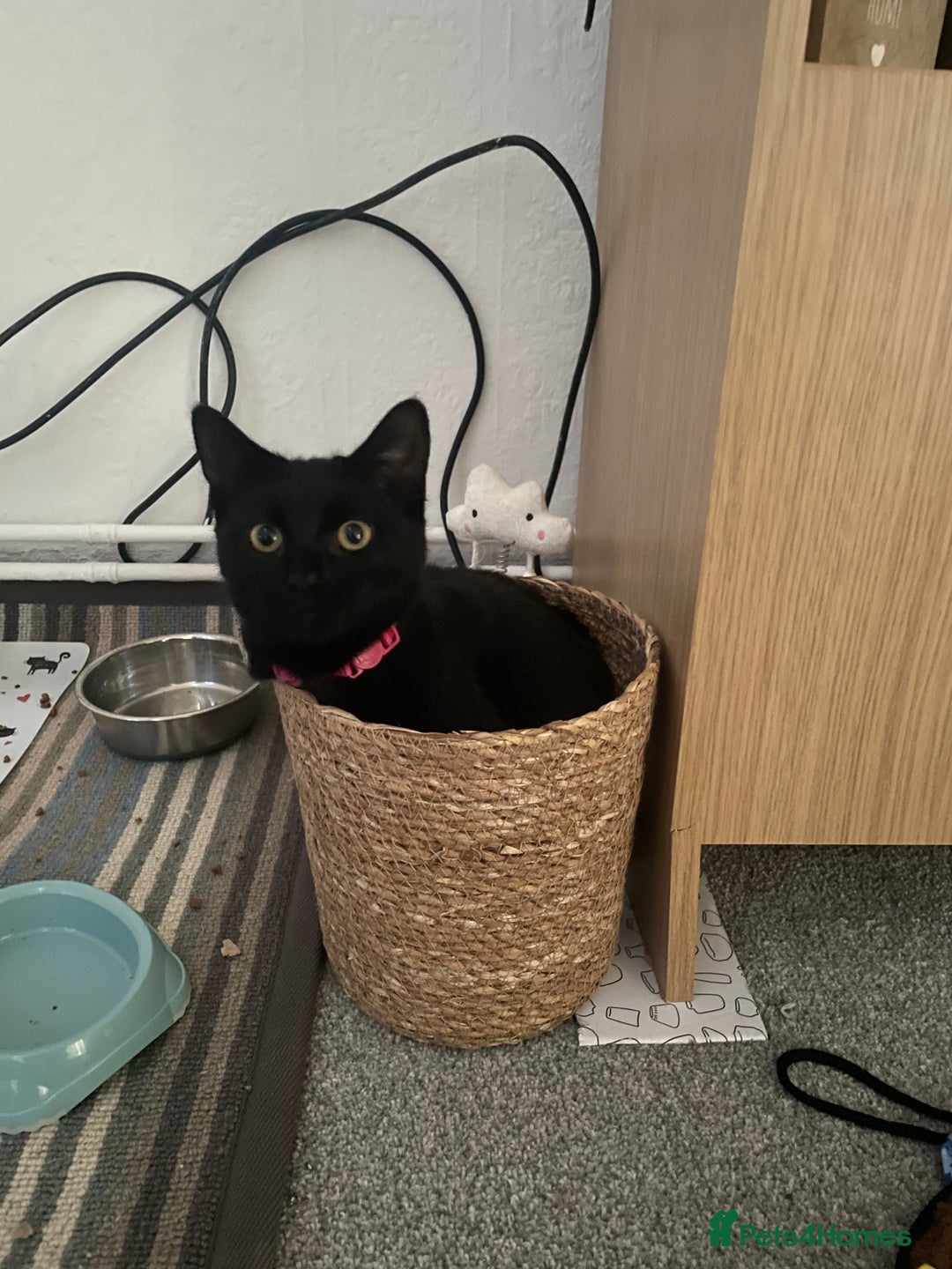 British Shorthair cats for sale: Halley - Advert 3