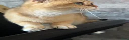 Scottish Fold cats for sale: Scottish fold - Advert 22