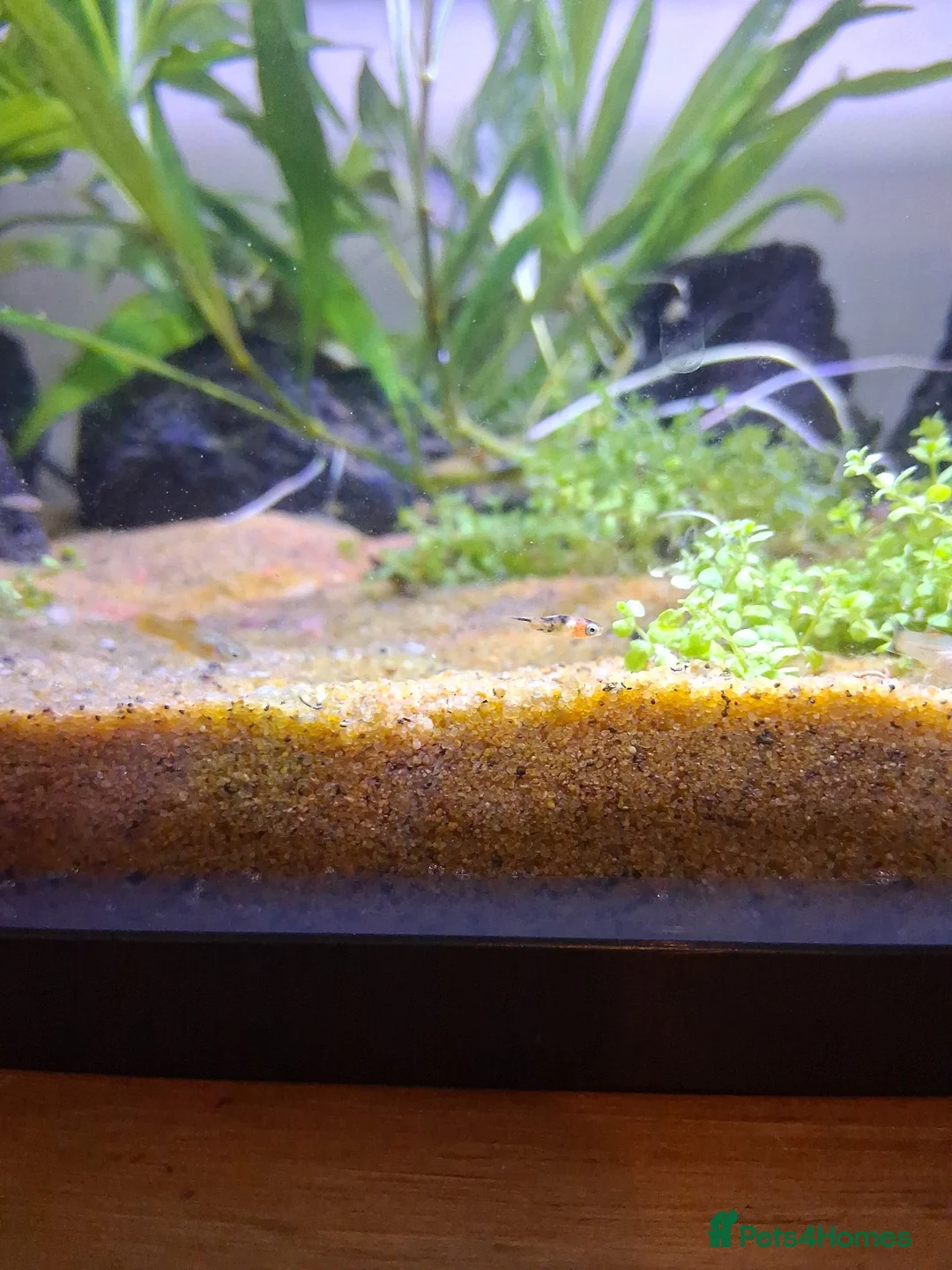 Platies fish for sale: Platy fry for sale - Advert 2