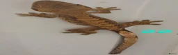 Gecko reptiles for sale: Current reptiles available  - Advert 10