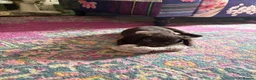 Cockapoo dogs for sale: Cocker spaniel puppies💕 - Advert 2