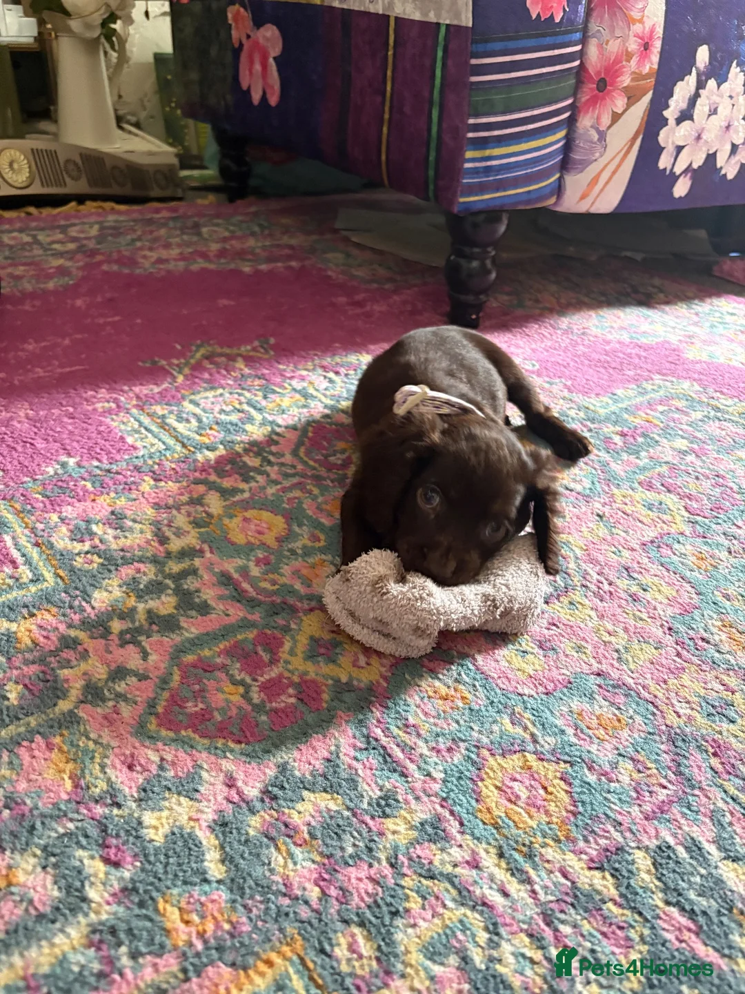 Cockapoo dogs for sale: Cocker spaniel puppies💕 - Advert 2