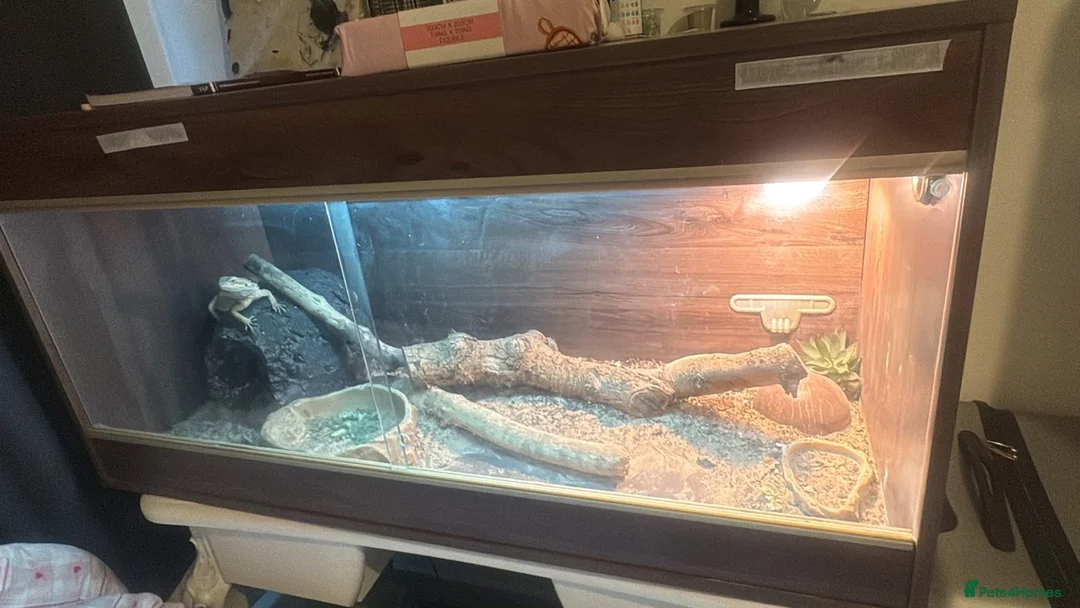 Bearded Dragon reptiles for sale: Male bearded dragon  - Advert 4