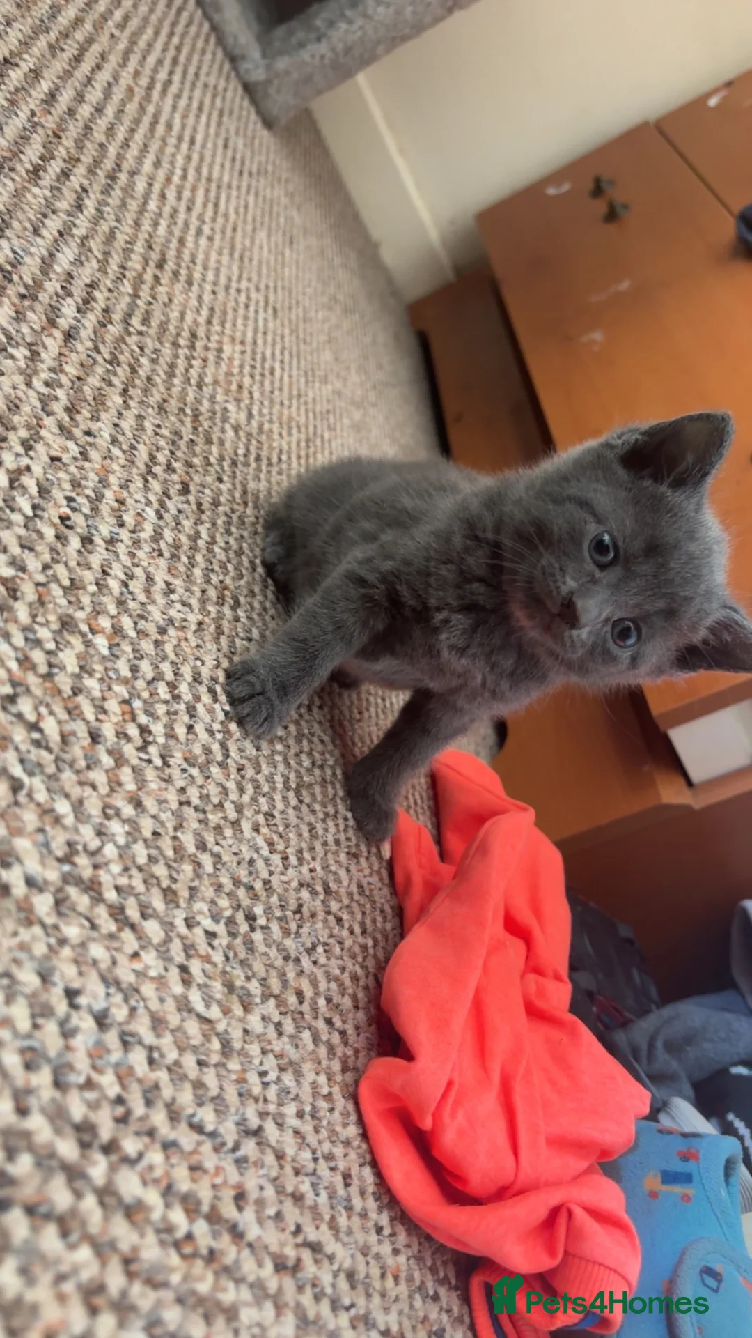 Mixed Breed cats for sale: Kittens - Advert 2