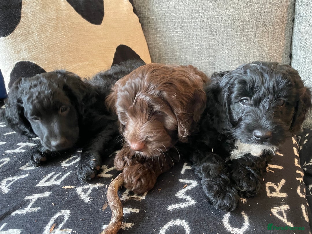 Mixed Breed dogs for sale: I beautiful lady left - Image 2