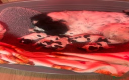 Cocker Spaniel dogs for sale: Cocker spaniel puppies - Advert 8