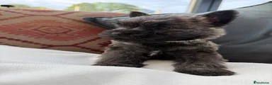 Cairn Terrier 4