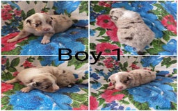 Australian Shepherd dogs for sale: Champion kc registerd pups - Image 2