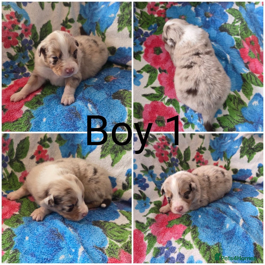 Australian Shepherd dogs for sale: Champion kc registerd pups - Image 2