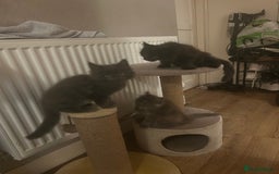 Maine Coon cats for sale: 5 beautiful maine coones  - Image 18