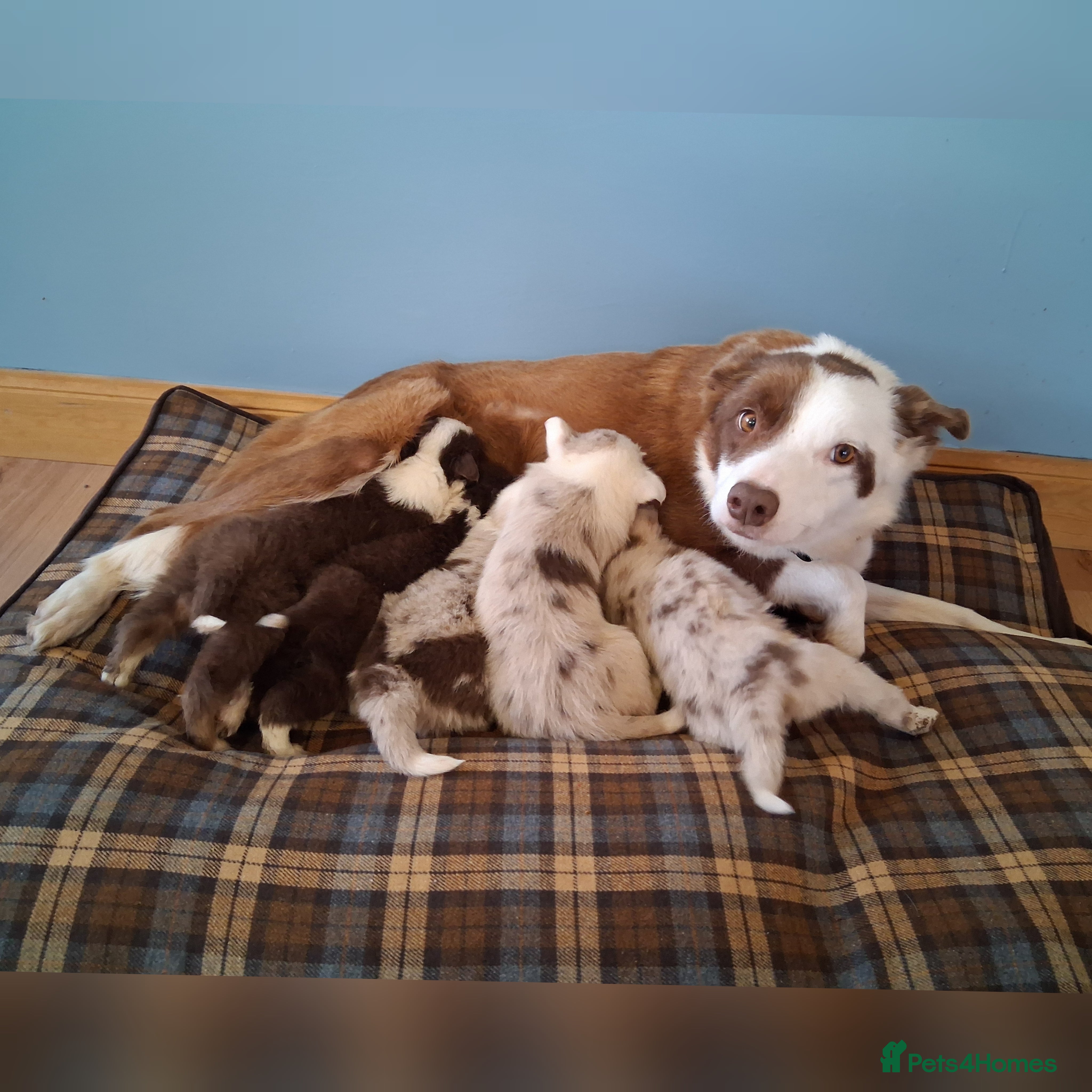 Border Collie dogs Red + Red Merle Border Collie Puppies DNA CLEAR - Advert 10