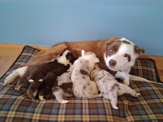 Border Collie dogs Red + Red Merle Border Collie Puppies DNA CLEAR - Advert 10