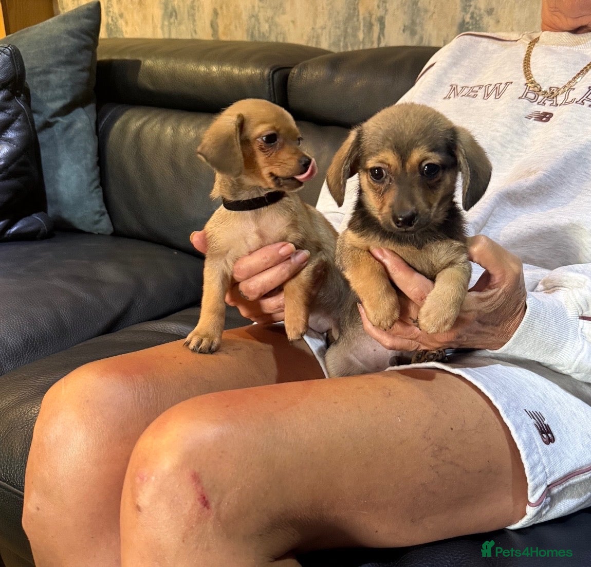 Mixed Breed dogs Dameranian puppies - Advert 1