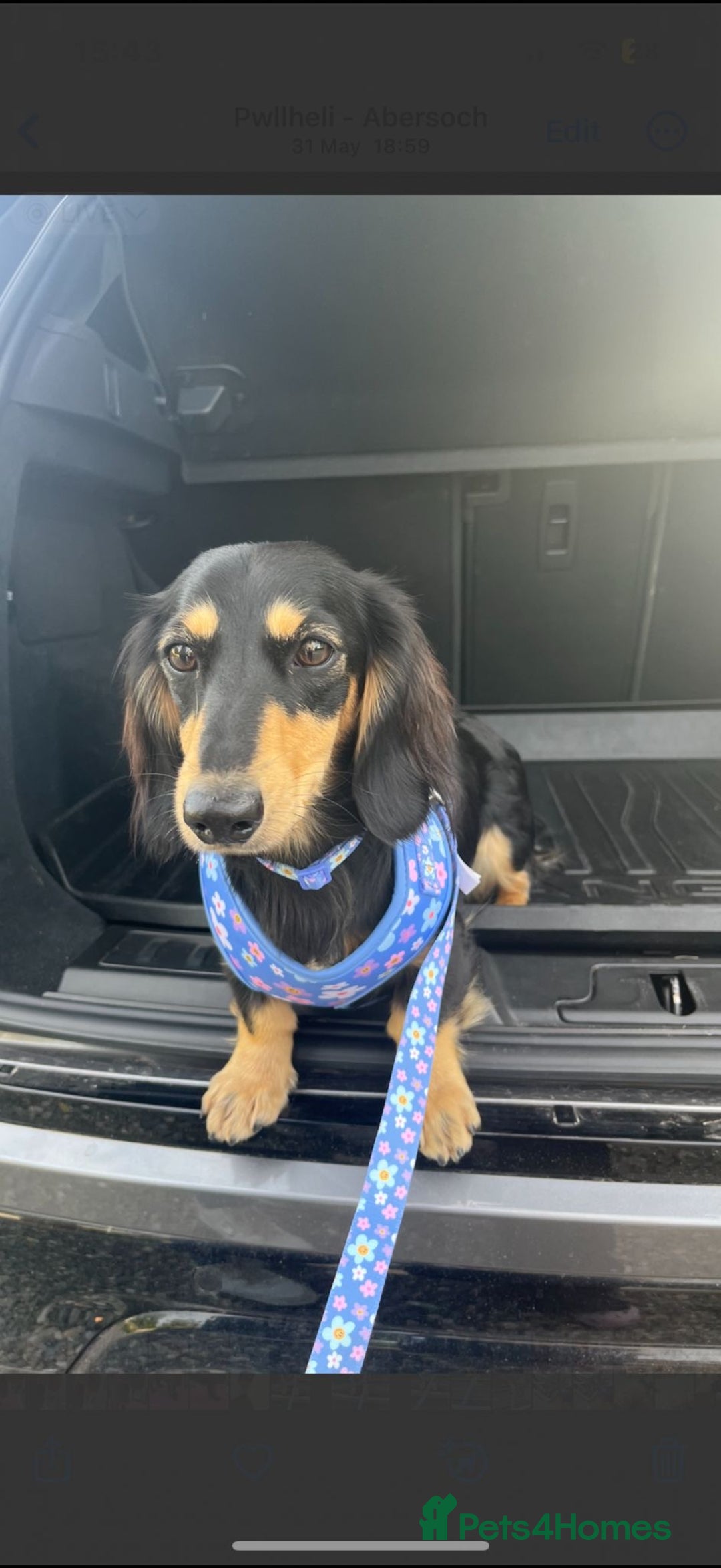 Miniature Dachshund dogs for sale: Beautiful Cream long haired Dachshunds  - Image 9