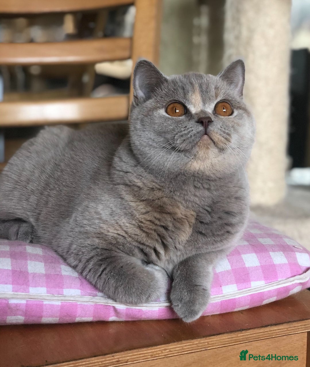 British Shorthair cats for sale: Beautiful BSH lilac Tortie girl for sale - Advert 7
