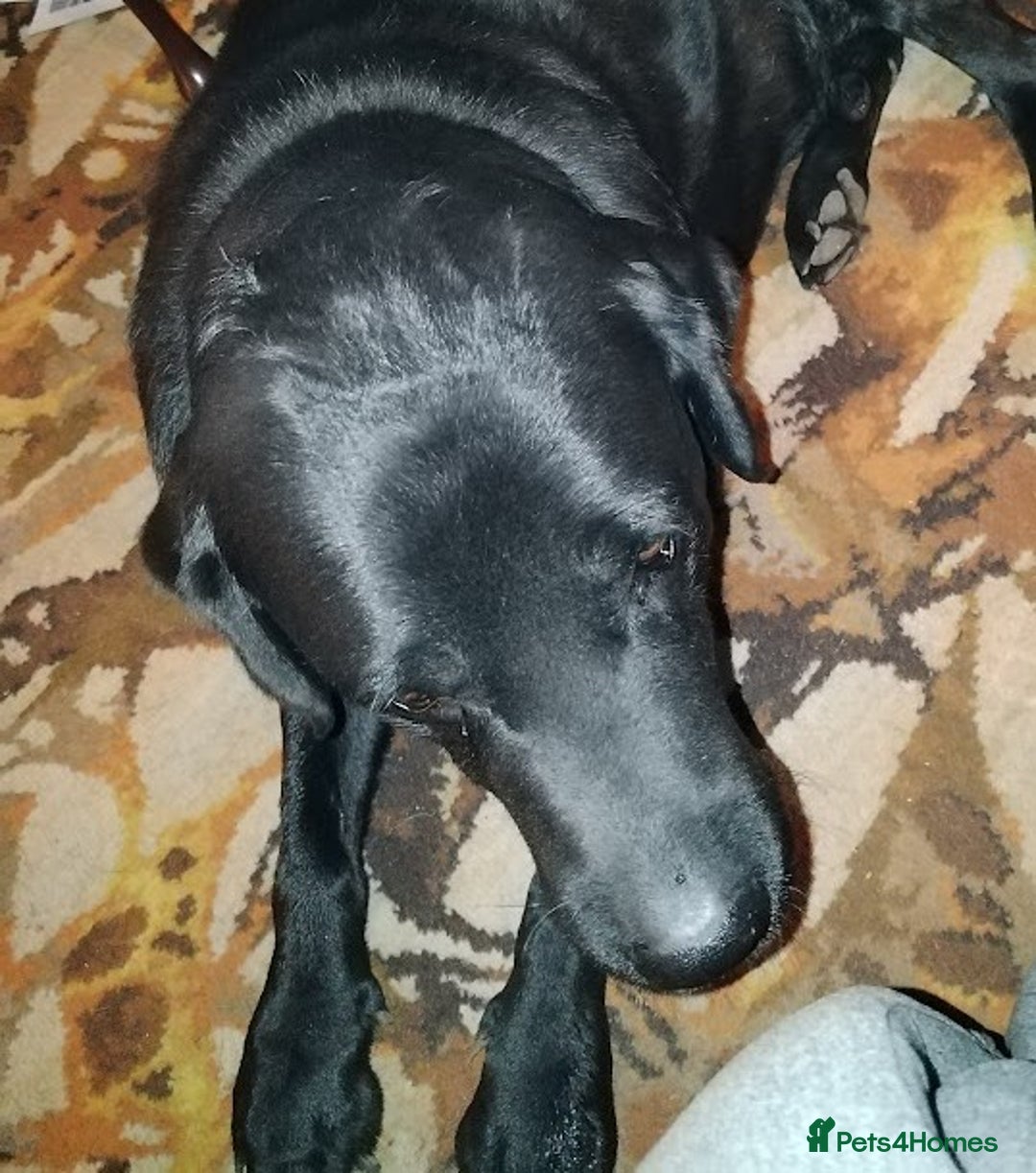 Labrador Retriever dogs for sale: Chunky Yellow & Black Labrador Puppies - Advert 9