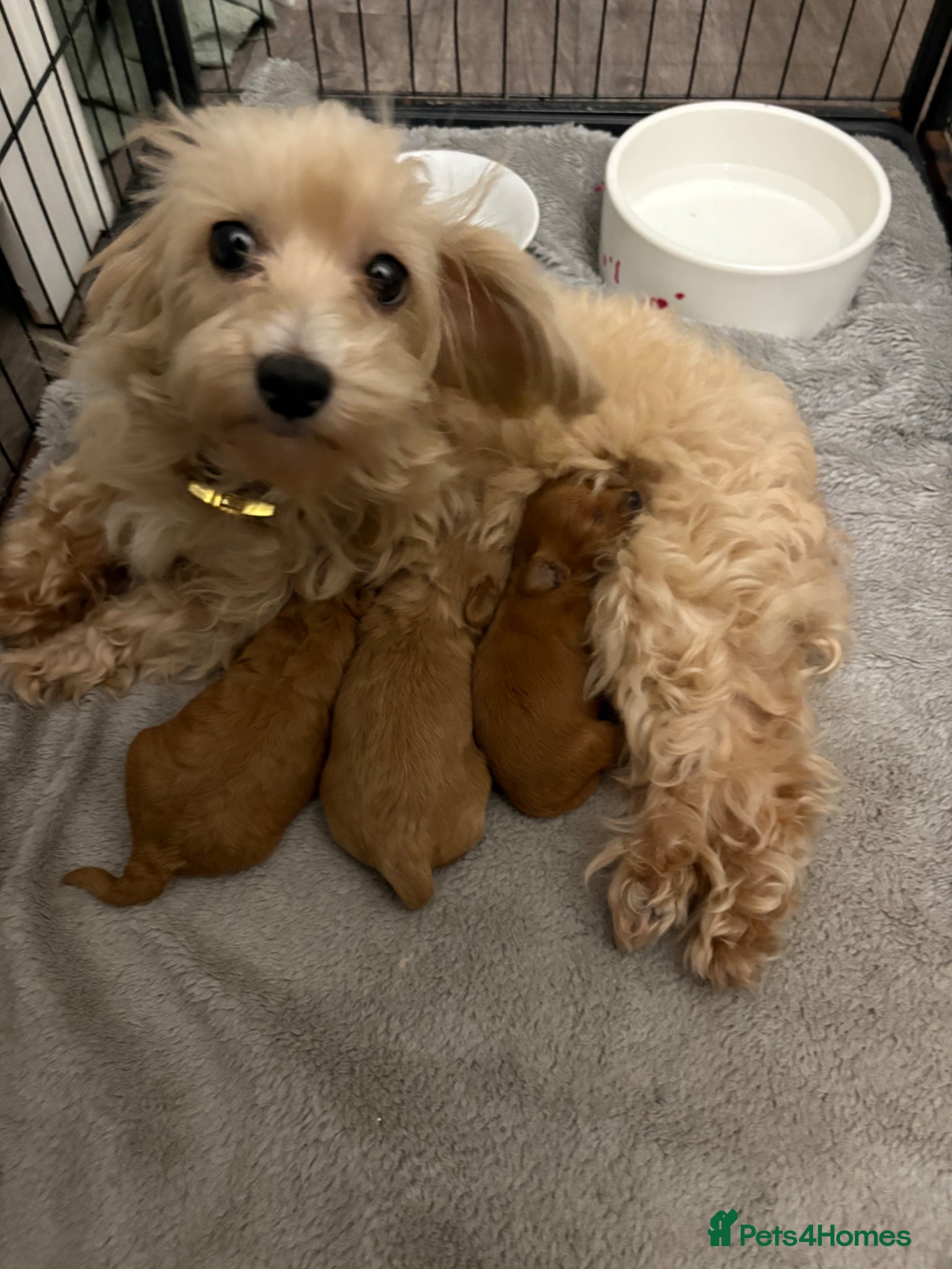 Maltipoo dogs Beautiful Maltipoo pups 🐾 - Advert 2