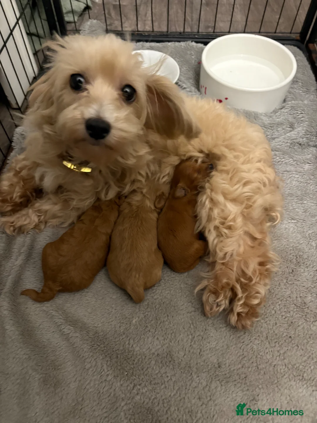 Maltipoo dogs for sale: Beautiful Maltipoo pups 🐾 - Advert 2